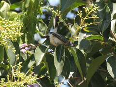 Polioptila dumicola