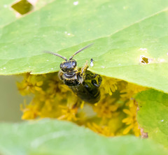 Tiphiinae