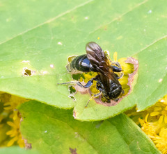Tiphiinae