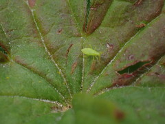 Macrosiphini