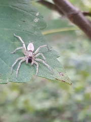 Clubionidae
