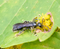 Tiphiinae