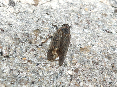 Cixiidae