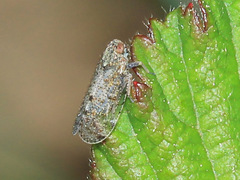 Cixiidae