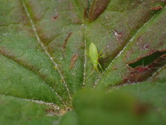 Macrosiphini