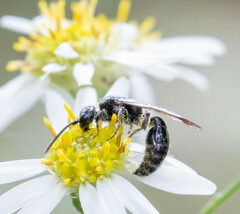 Tiphiinae