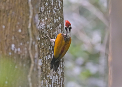 Chrysocolaptes guttacristatus