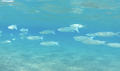 Crenimugil crenilabis