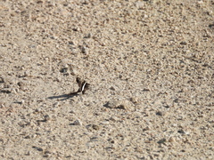 Chioides albofasciatus