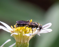 Tiphiinae