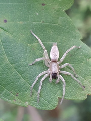 Clubionidae