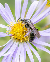 Tiphiinae