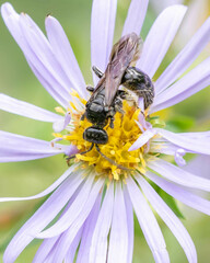 Tiphiinae