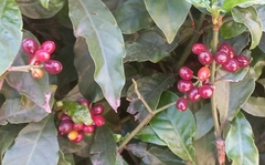 Psychotria carthagenensis