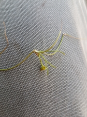 Ranunculus flammula filiformis