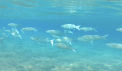 Crenimugil crenilabis