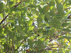 Polioptila dumicola
