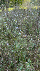 Symphyotrichum subulatum