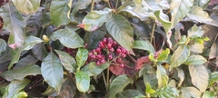 Psychotria carthagenensis