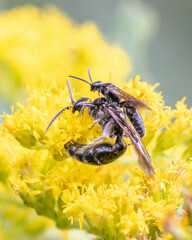 Tiphiinae