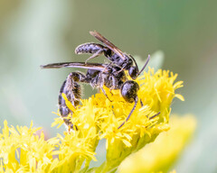Tiphiinae