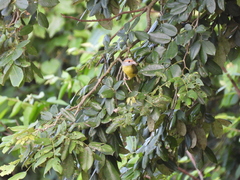 Cyclarhis gujanensis