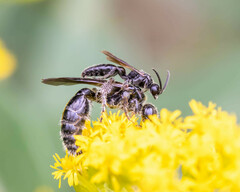 Tiphiinae