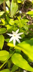 Jasminum multipartitum