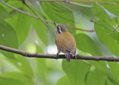 Picumnus innominatus