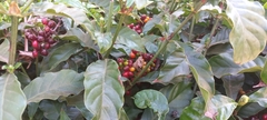 Psychotria carthagenensis