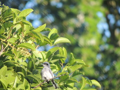 Polioptila dumicola