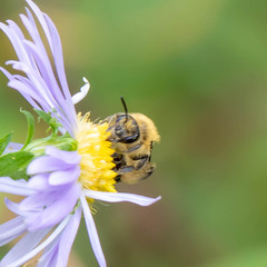 Andrena asteris