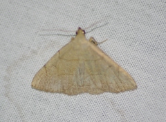 Zanclognatha pedipilalis