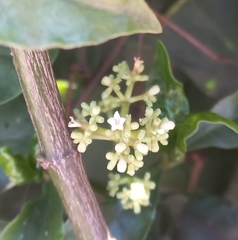Psychotria carthagenensis
