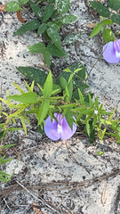 Centrosema virginianum