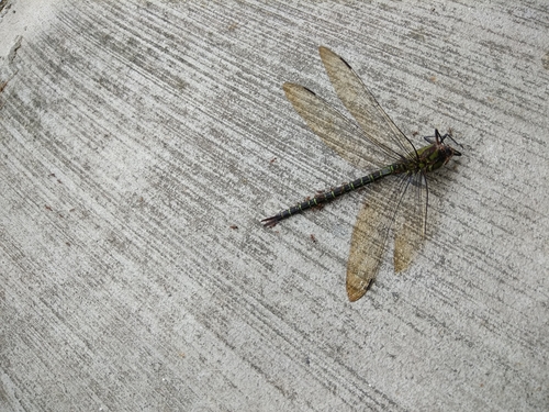 Coryphaeschna ingens image
