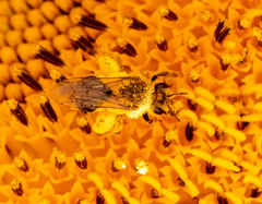 Andrena helianthi