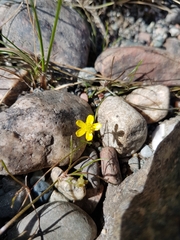 Ranunculus flammula filiformis