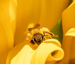 Andrena helianthi