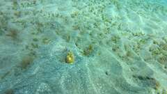 Callechelys marmorata