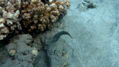 Canthigaster margaritata