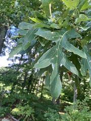 Quercus alba