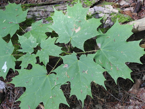Acer saccharum var. saccharum