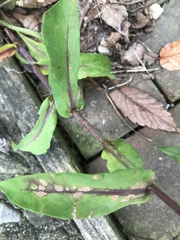 Symphyotrichum undulatum