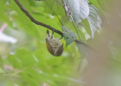 Picumnus innominatus
