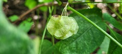 Ptelea trifoliata