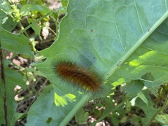 Arctiinae