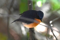 Cyornis tickelliae