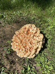 Laetiporus