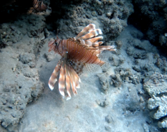 Pterois miles